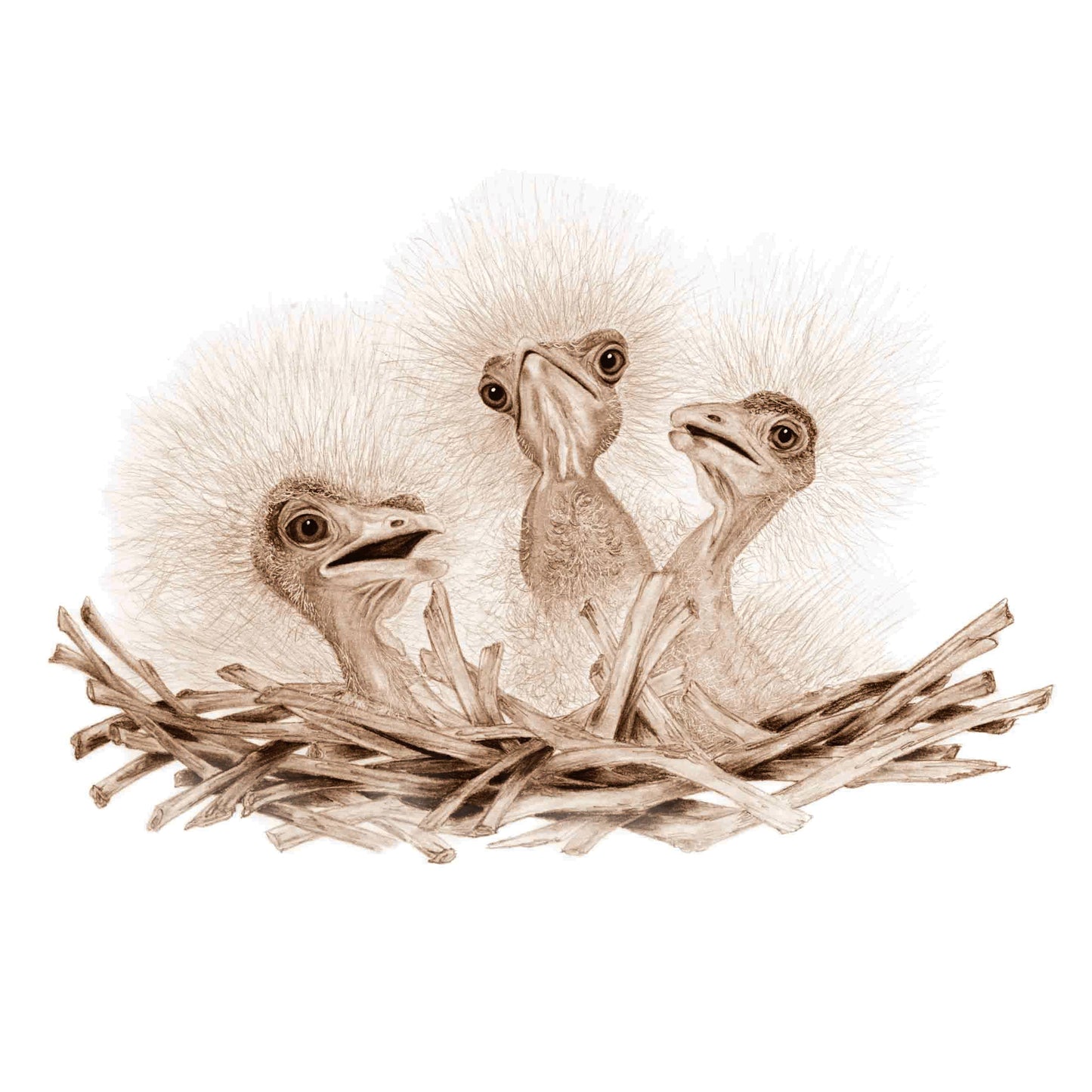 A 123 of Baby Birds