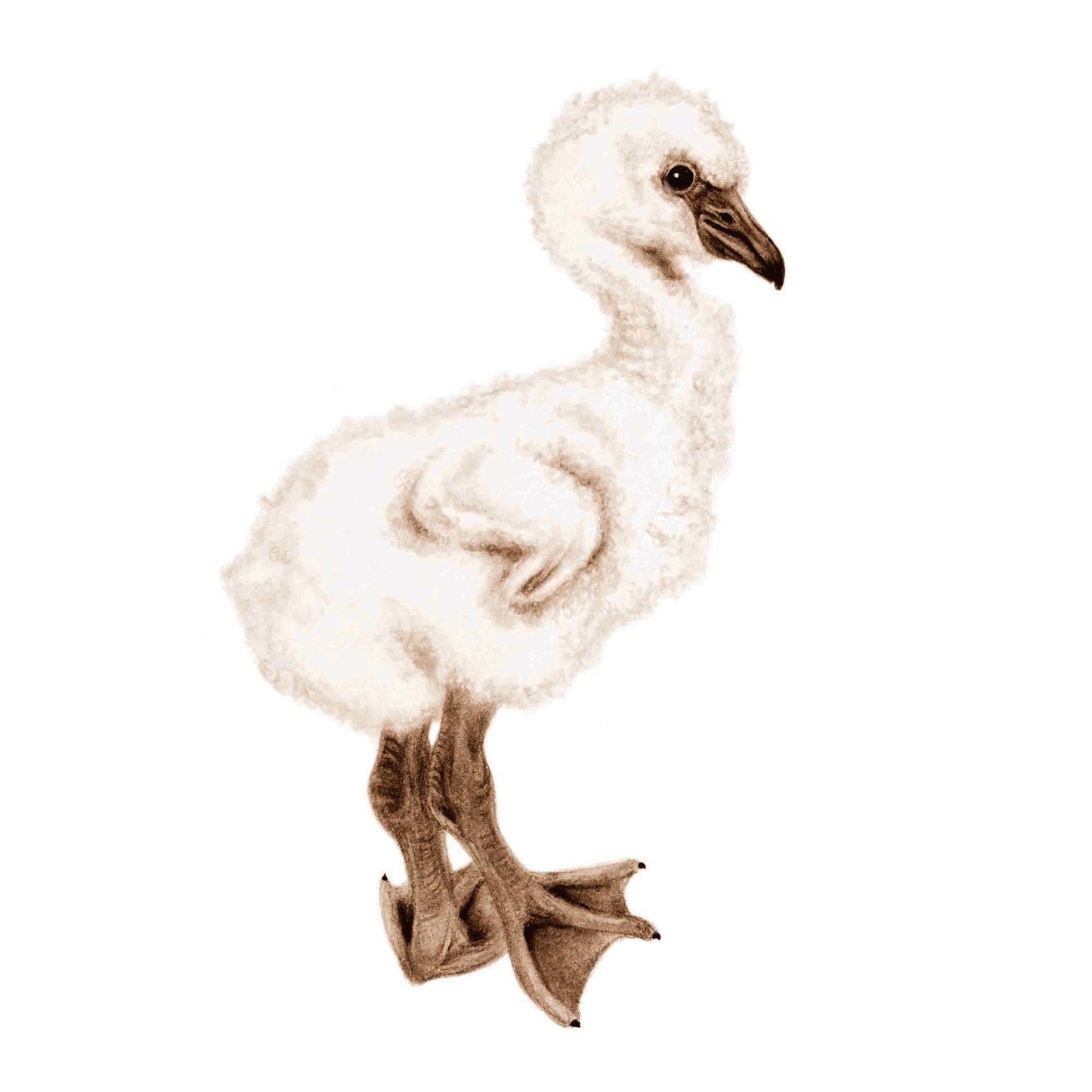 A 123 of Baby Birds