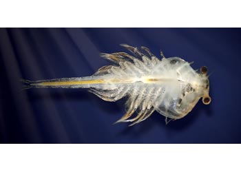 Aqua Dragons Refill Kit