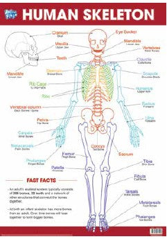 Anker Play - Education Charts - Human Skeleton