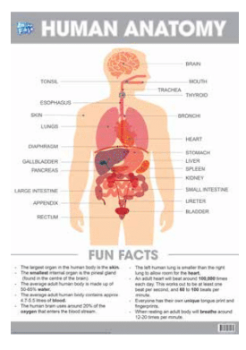 Anker Play - Education Charts - Human Anatomy