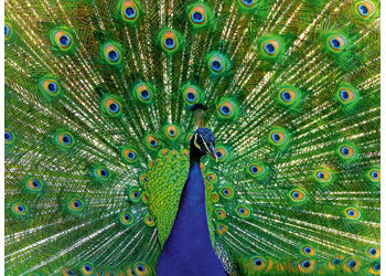 Ravensburger - Peacock 500pc 013327