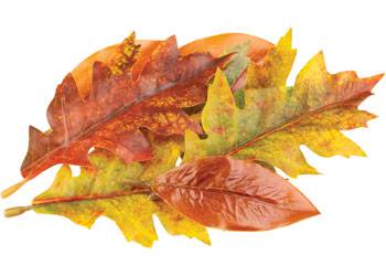 Autumn Leaves 50pcs